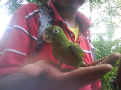 UN PERICO QUE NO PUDE INALAR